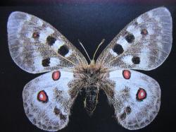 L&eacute;pidopt&egrave;res prot&eacute;g&eacute;s Parnassius apollo Apollon