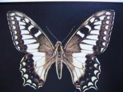 L&eacute;pidopt&egrave;res prot&eacute;g&eacute;s Papilio hospiton Machaon Corse