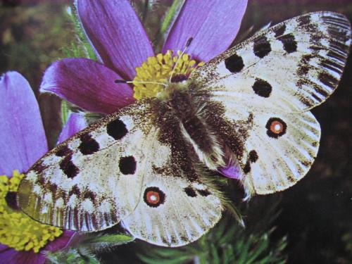L&eacute;pidopt&egrave;res prot&eacute;g&eacute;s Parnassius apollo