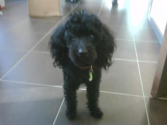 rencontre canine 2010