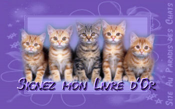 Livre d'or - Au paradis des chats