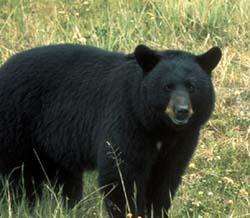 La forêt boréale, un écosystème à protéger! (photos, article et vidéo/documentaire L’erreur Boréale) Ours-noir-black-bear-ynp1-462