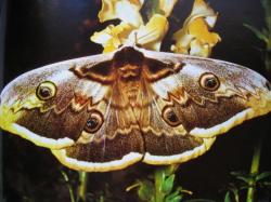 Saturnia pyri