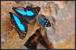 De nombreux papillons aux couleurs multiples