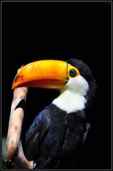 Toucan