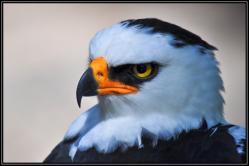 Aigle