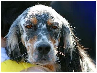 chien de chasse Chien de chasse