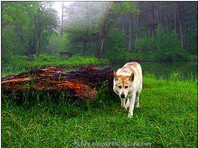 Loup en forêt Loup dans une clairière
