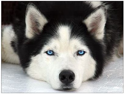 Tête de chien husky Tête de chien husky