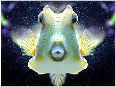 Poisson de face Poisson de face tacheté de vert
