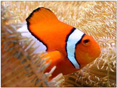 Poisson exotique Poisson exotique rouge et blanc