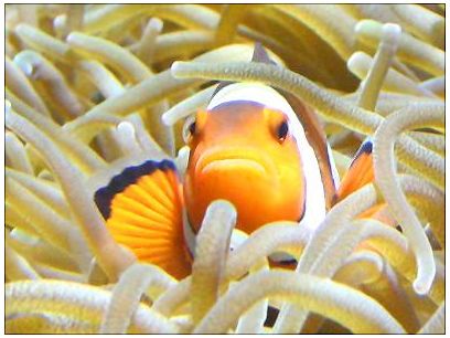 Poisson clown Poisson clown dans une anémone