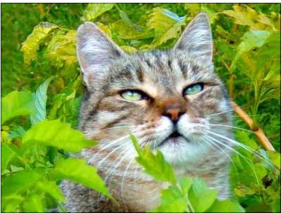 T^te de chat dans les feuillages Chat tigré gris dans les feuillage