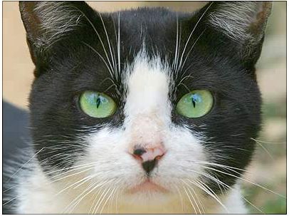 Tête de chat noir et blanc Tête de chat noir et blanc
