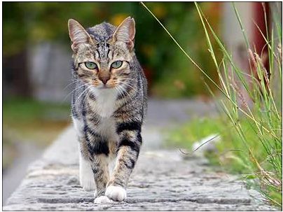 Chat tigré gris chat tigré gris