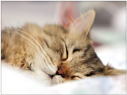 Chat tigré marron Chat marron endormi
