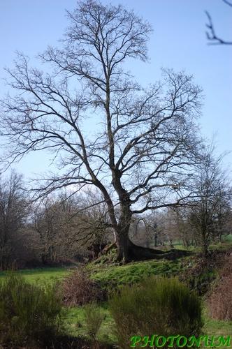 LA FORET