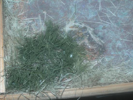 Comment Fabriquer Des Hautes Herbes A Petite Echelle
