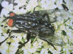 Ordre Diptera Sarcophaga carnaria Famille Sarcophagidae La Mouche grise Photo A.M.B 2010