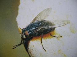 Ordre Diptera Calliphora vicina La Mouche bleue Famille CalliphoridaePhoto A.M.B 2010