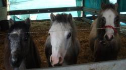 ponettes welsh