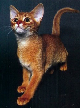 Photo d'un jeune chaton abyssin Photo d'un jeune chaton abyssin