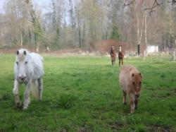 chevaux pr&eacute;