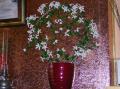 fleurs