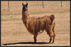Rasta lama