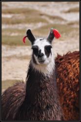 Lama d&eacute;cor&eacute;