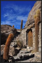 Isla del pescado sur le salar