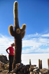 Cactus g&eacute;ant