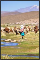 Rattroupement des lamas