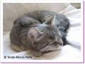 Bahia, femelle de 3 ans &agrave; adopter !
