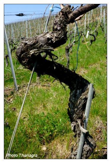 vignes à Buix.jpeg vignes à Buix.jpeg