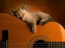 Didier - Guitare