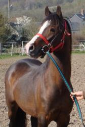 romeo