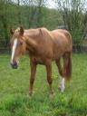 treve