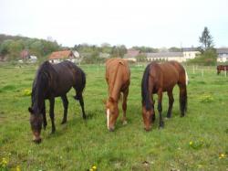 phybelle, treve et titou