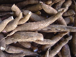 tubercules de manioc