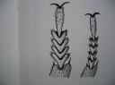 Articles des tarses du m&acirc;le et de la femelle de T. sinuatus Col&eacute;opt&egrave;res sarco-saprophage Insectes M&eacute;dico-L&eacute;gaux Coll. Photo A.M.B Le Moulin de Prey