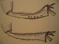 Tibia post&eacute;rieur de Necrophorus vespillo en haut et de N. humator en bas. Dessin et photo A.M.B