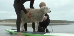 mouton fait du surf,drole de mouton, super surfer