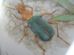Brachinus explodens Duftschmidt,1812 Carabidae Le Bombardier