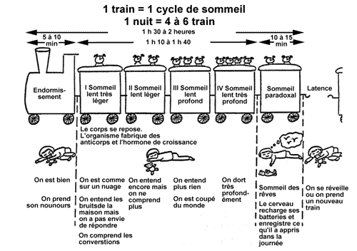 COMPRENDRE LE SOMMEIL DE Bébé