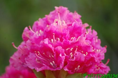 RHODODENDRON