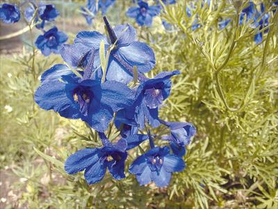 que planter dans un sol argileux