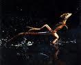 basilic jesus christ,marcher sur l'eau