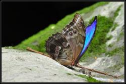 Le plus grand papillon du monde : impressionnant !