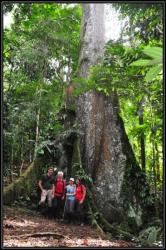 Le plus gros arbre de la jungle !